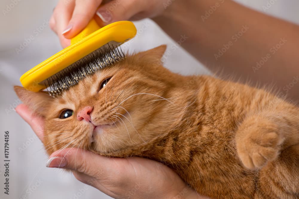 Cat grooming
