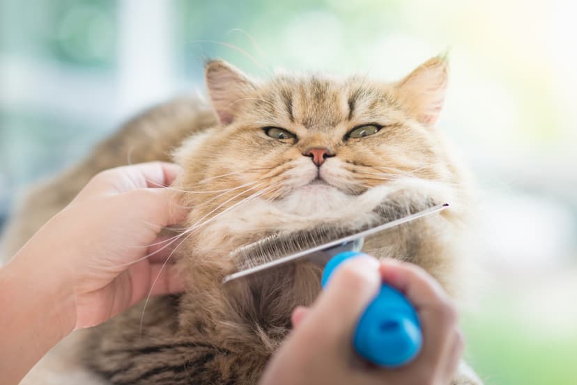 Brossage doux d'un chat au salon La Pagaille