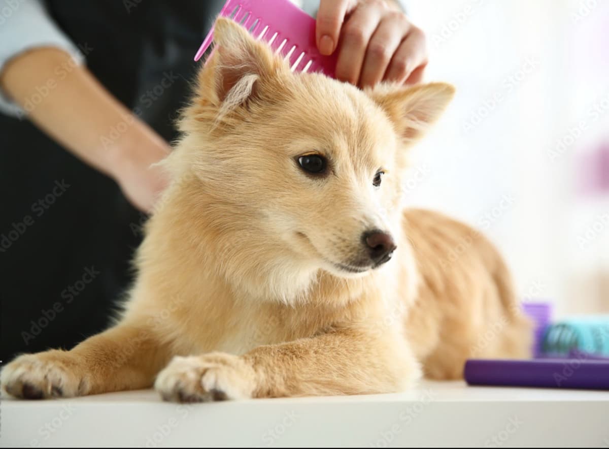 Dog grooming