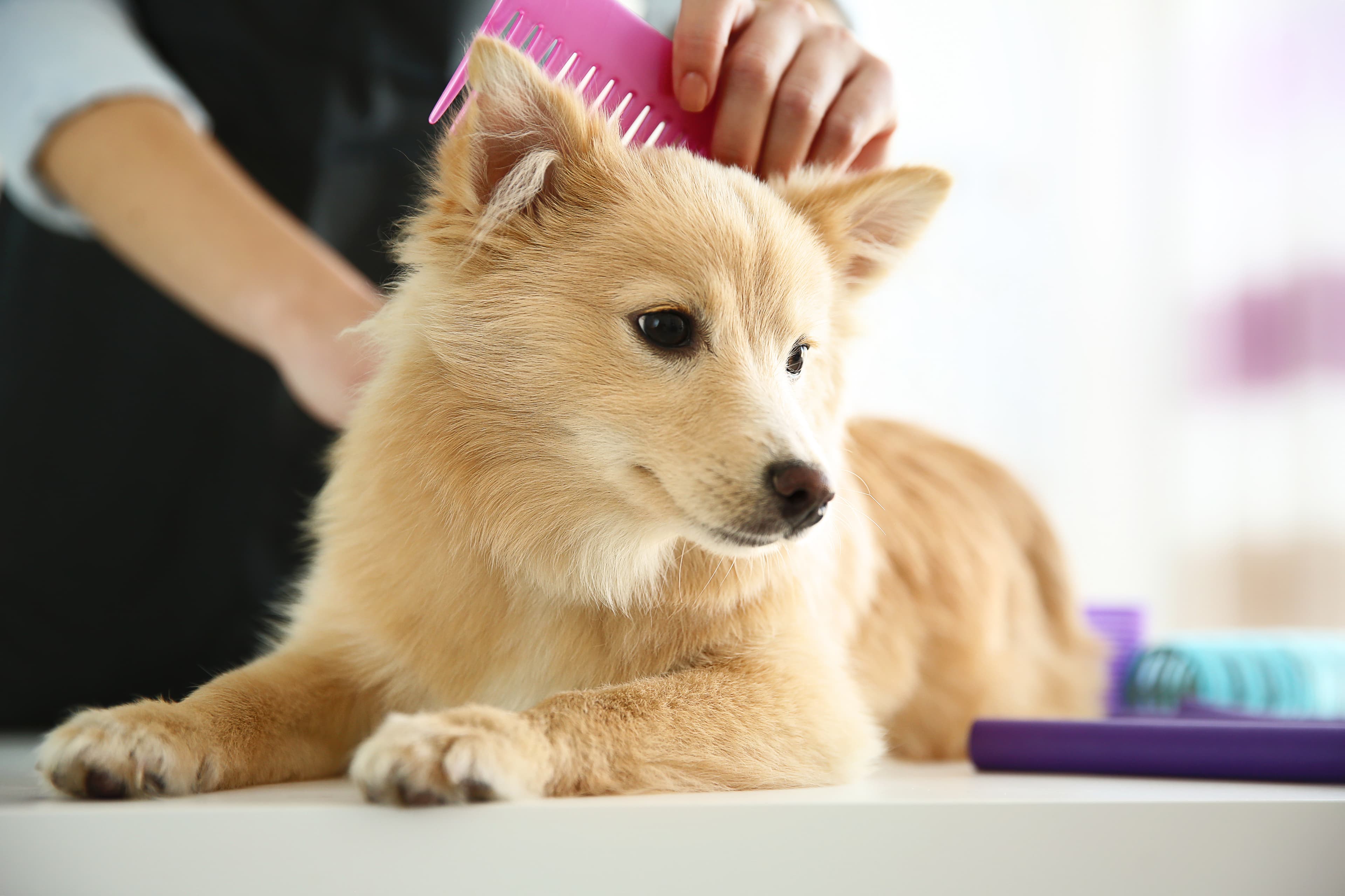 Professional dog grooming at La Pagaille salon in Montréal