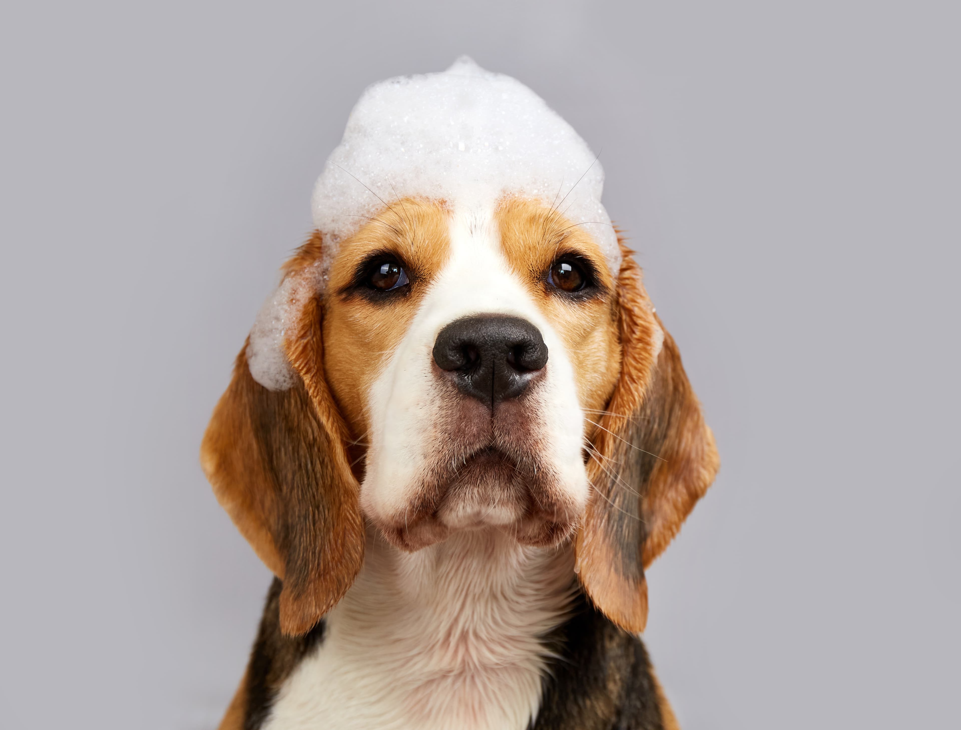 Dog during a foamy bath at La Pagaille salon