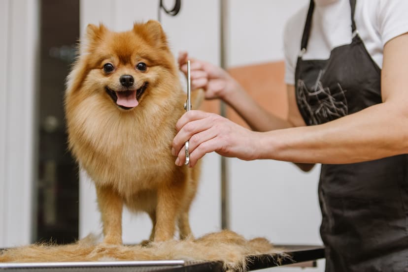 Dog groomed and dried at La Pagaille salon