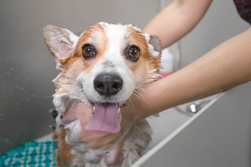 Dog bath and wash at La Pagaille grooming salon